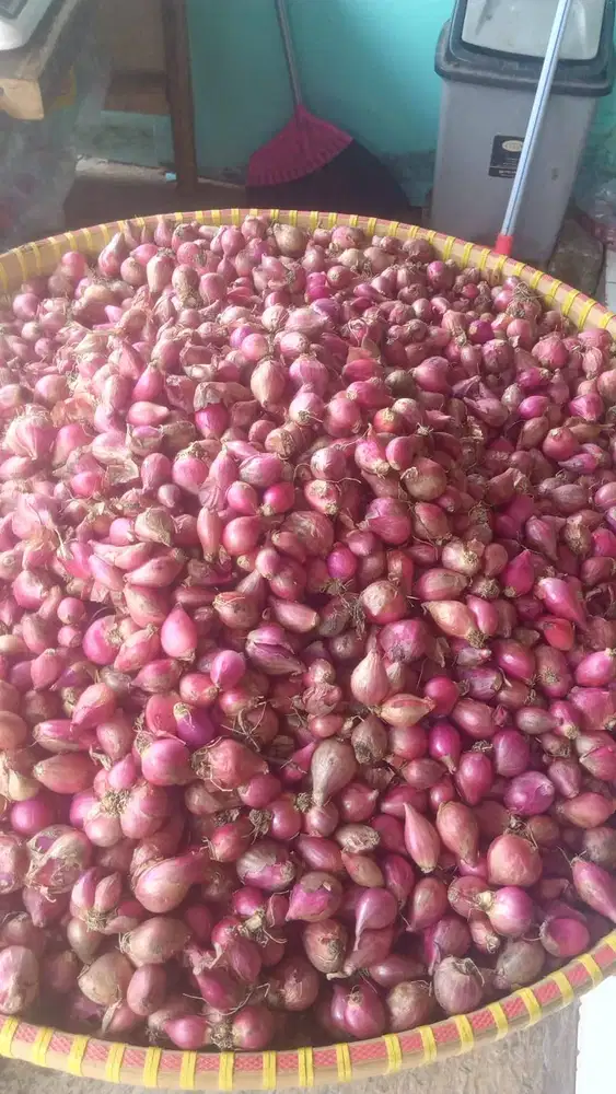 Bawang Merah Brebes Keringg, Gurih, Bersih. iris dan kupas juga ada