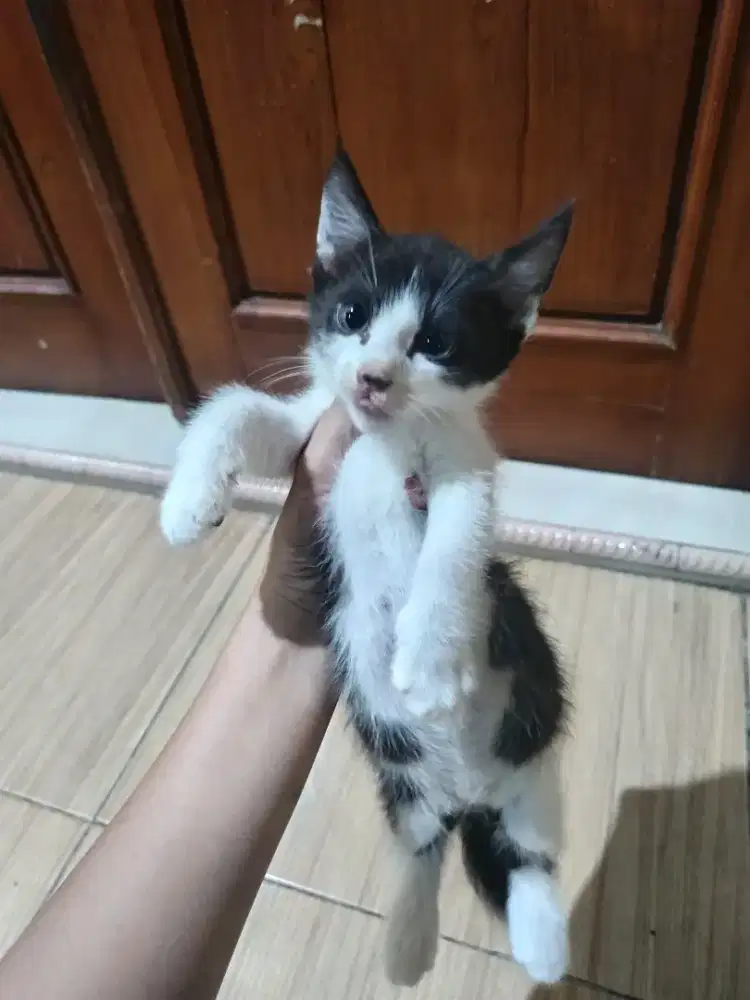 Lepas Adopsi Kucing Kitten British Bicolour Black