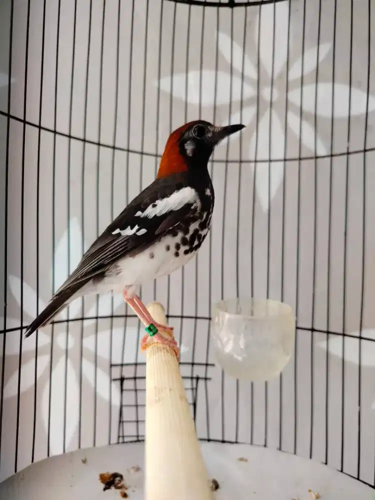 Anis Kembang Jantan Gacor Rajin