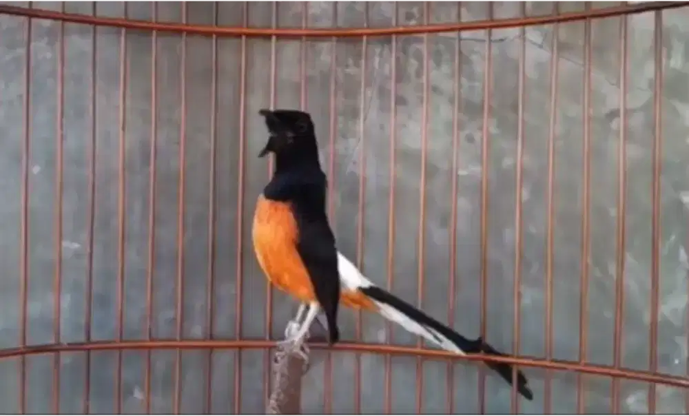 murai batu prestasian anget latpresan fullset