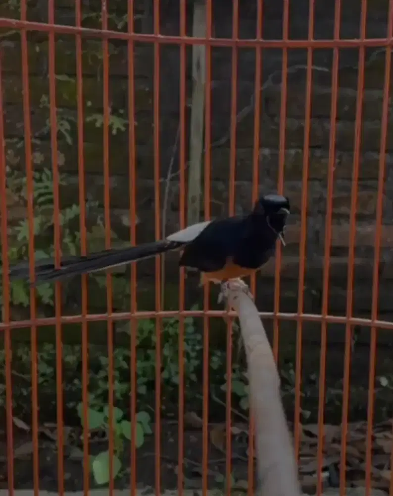 murai batu PRESTASIAN ANGET MAIN EVENT LEVEL REGIONAL