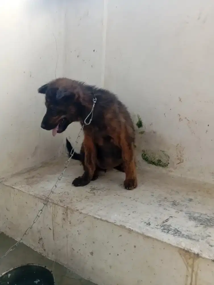 Dijual anjing betina umur sktr 4 bln