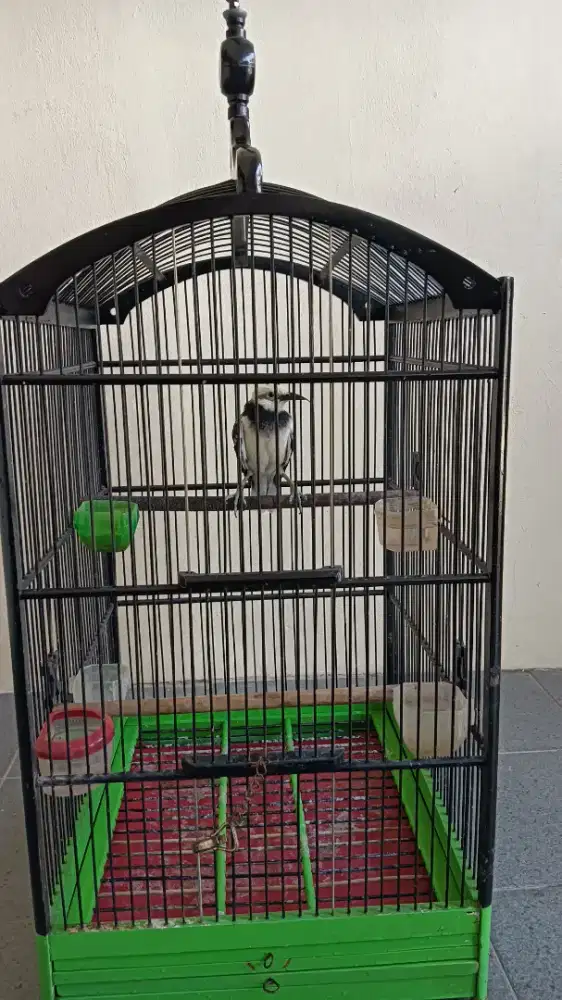 Jalak Hongkong rajin gacor