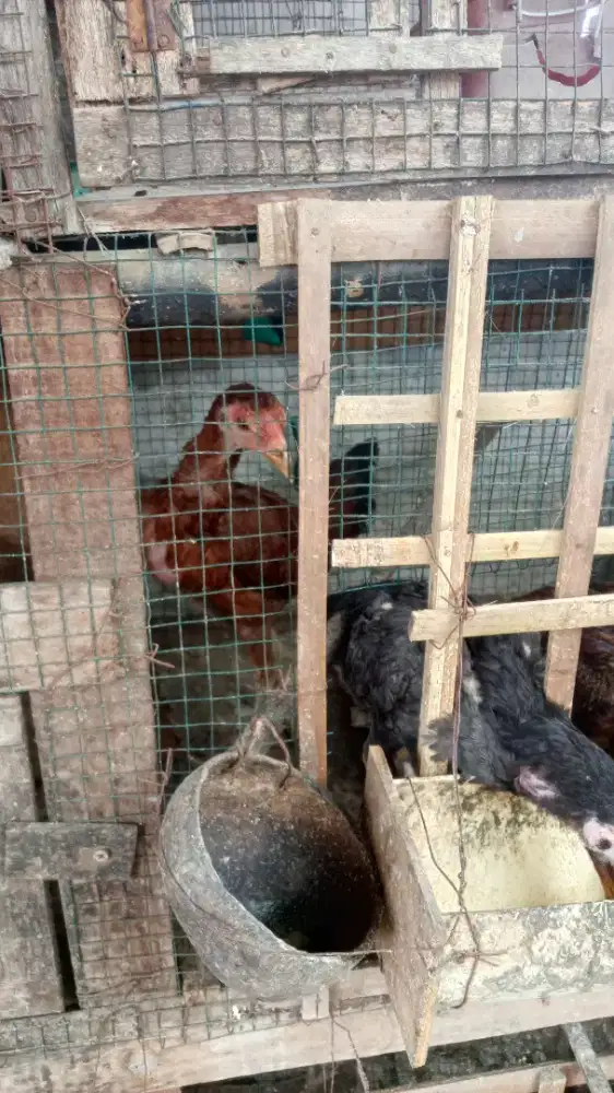 Ayam kampung sehat