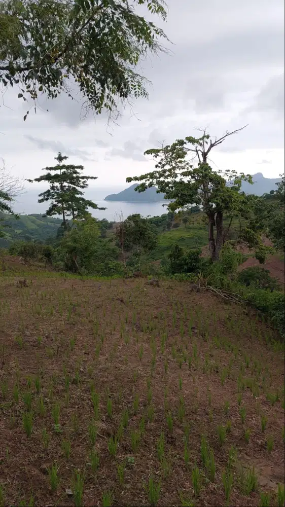 DIJUAL TANAH SUPER LUAS DAN MURAH LOMBOK BARAT! DEKAT HOTEL KEMPINSKI!