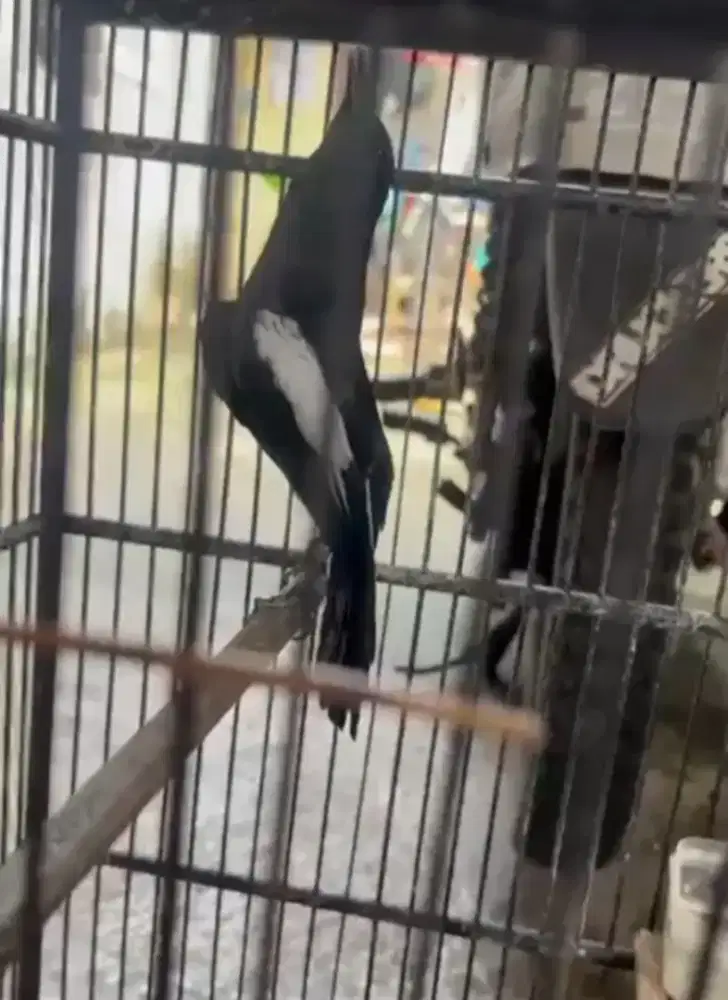 Kacer wulung raja betina