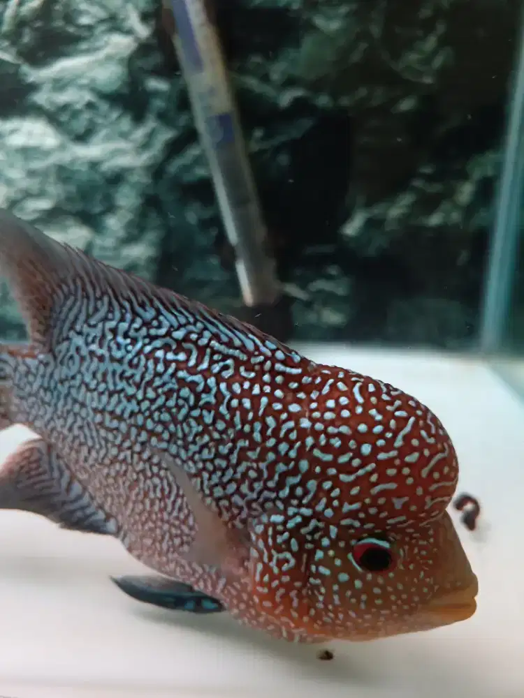 Louhan Cencu Full Mutiara