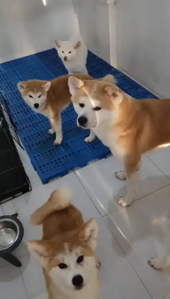 Akita Inu usia 7 bulan