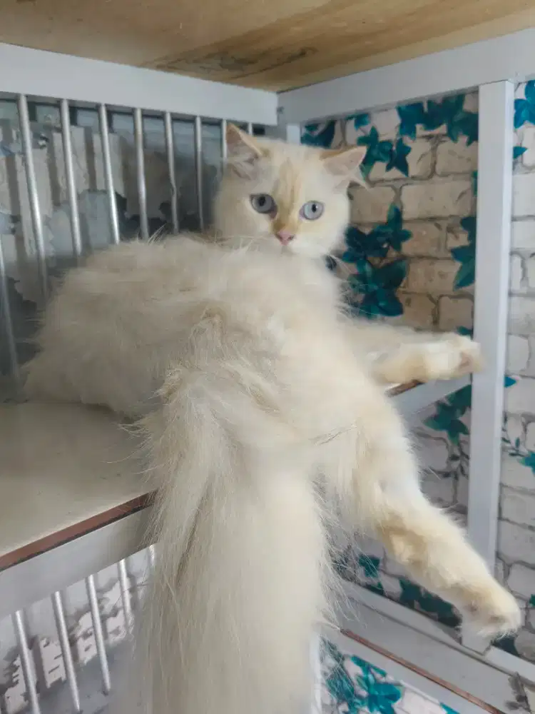 Indukan Persia Himalaya Birahi