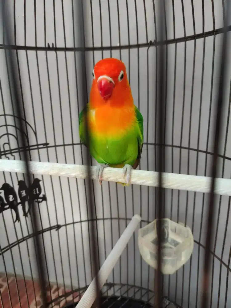 Lovebird biola Tambun Selatan