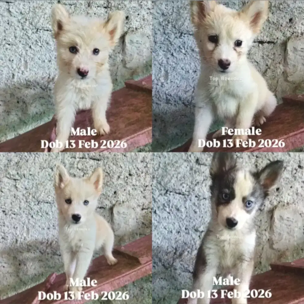 Siberian Husky mix ras mini