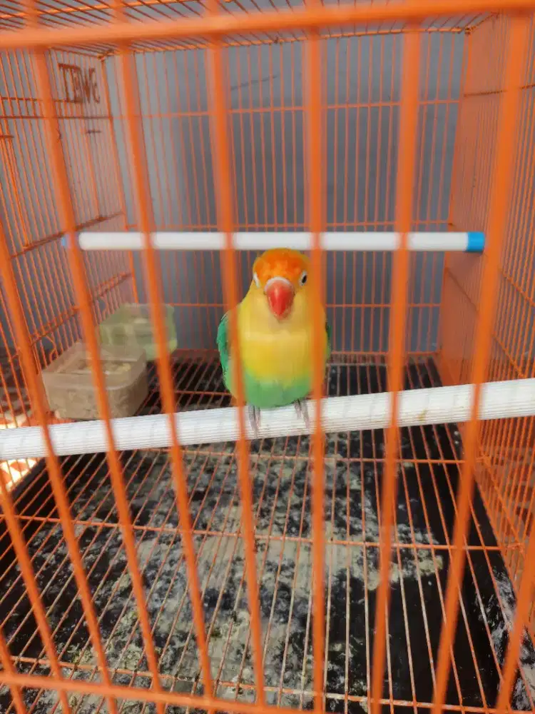 Lovebird biola PB