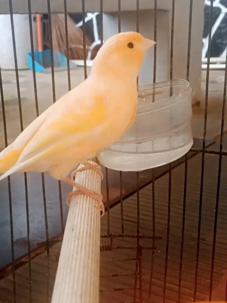 Burung kenari fullset