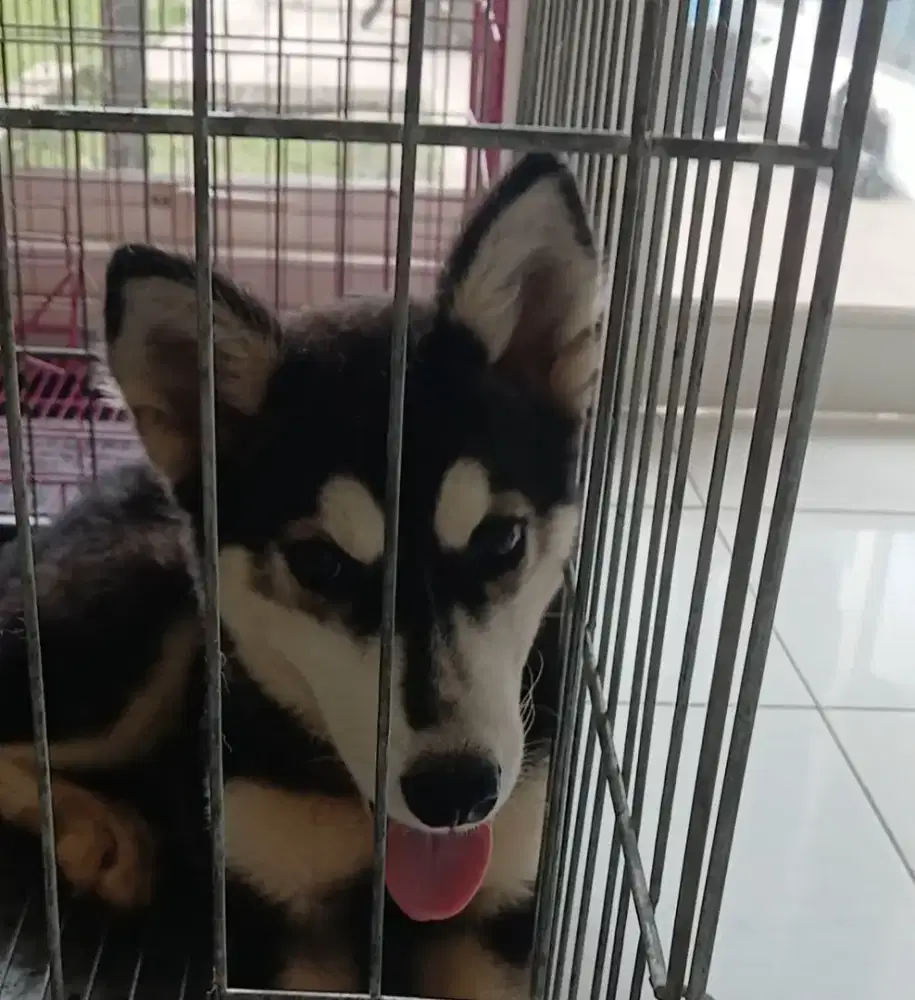 Anjing Husky Siberian