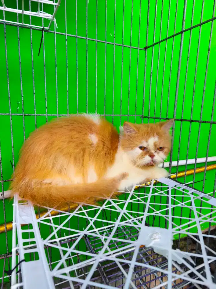 Pesek betina longhair