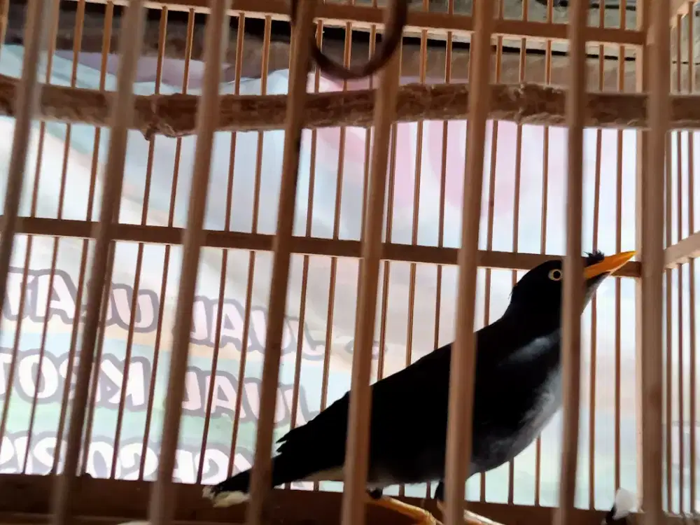 Burung jalak hitam
