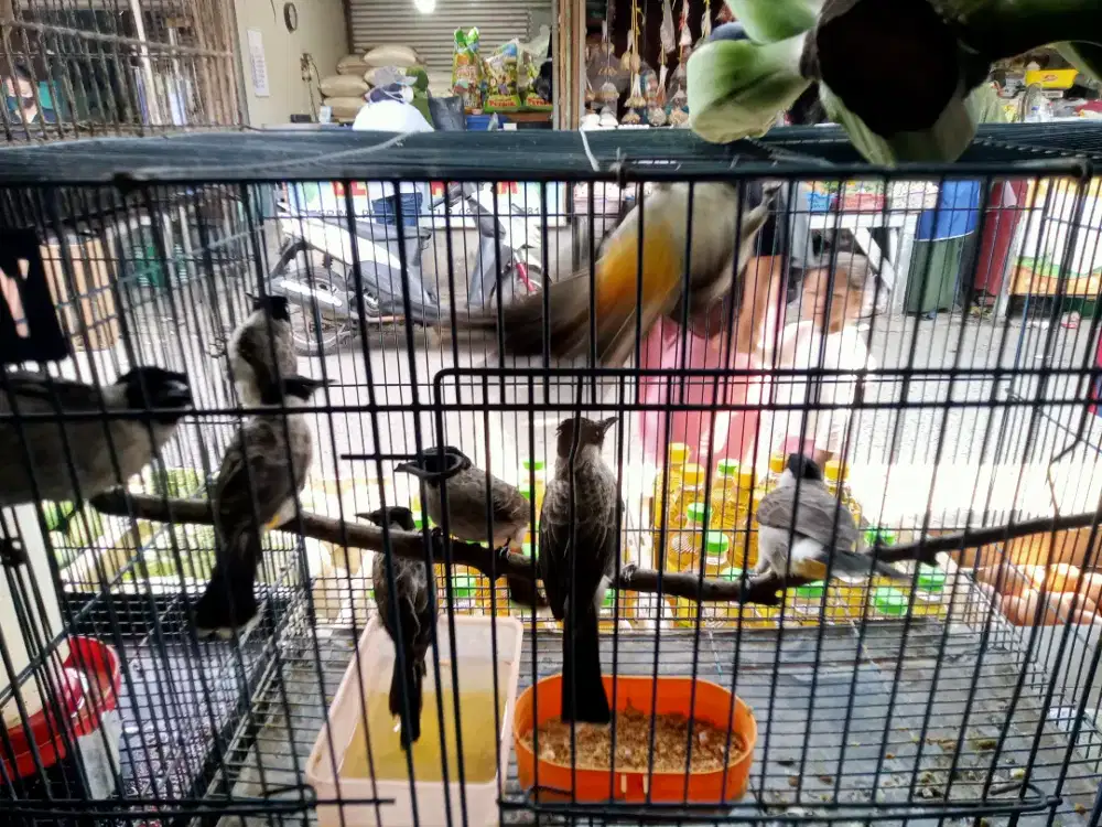 Kutilang bahan rawatan