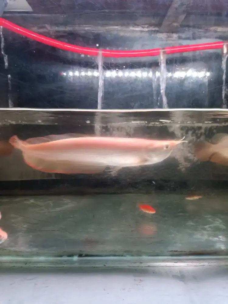 Ikan Arwana Silver Albino