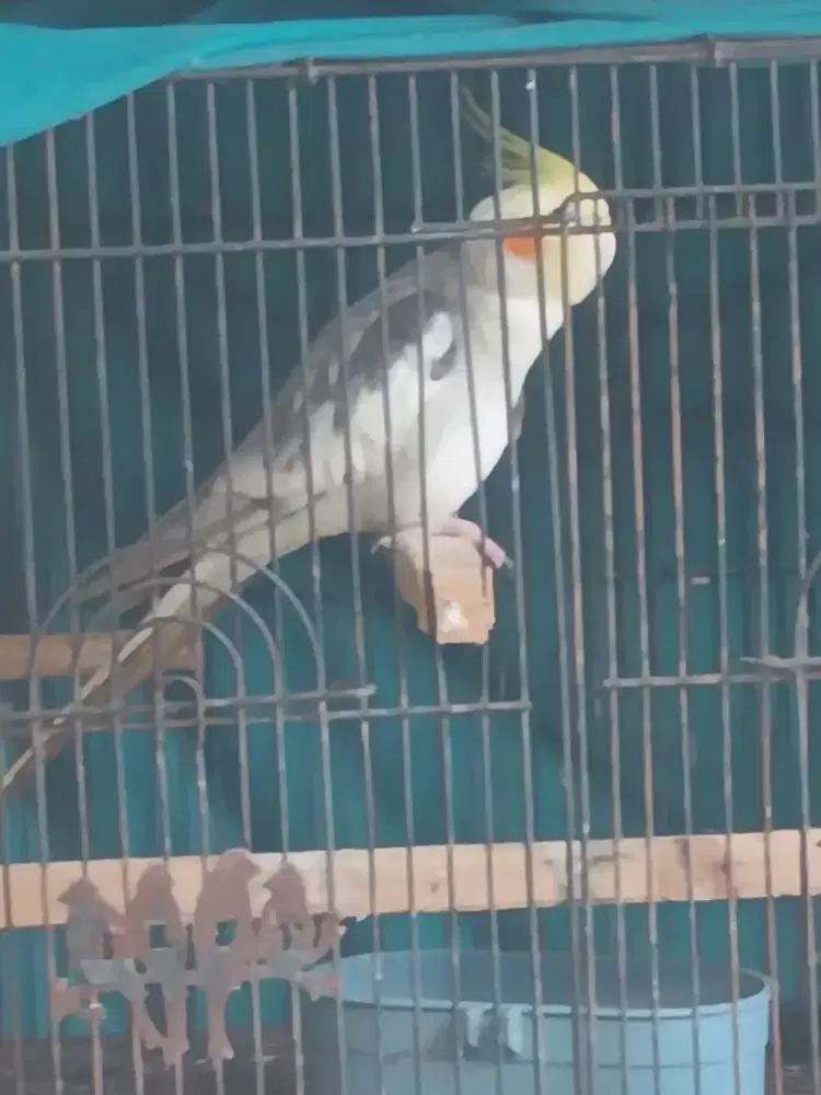 Jual falk jantan duda