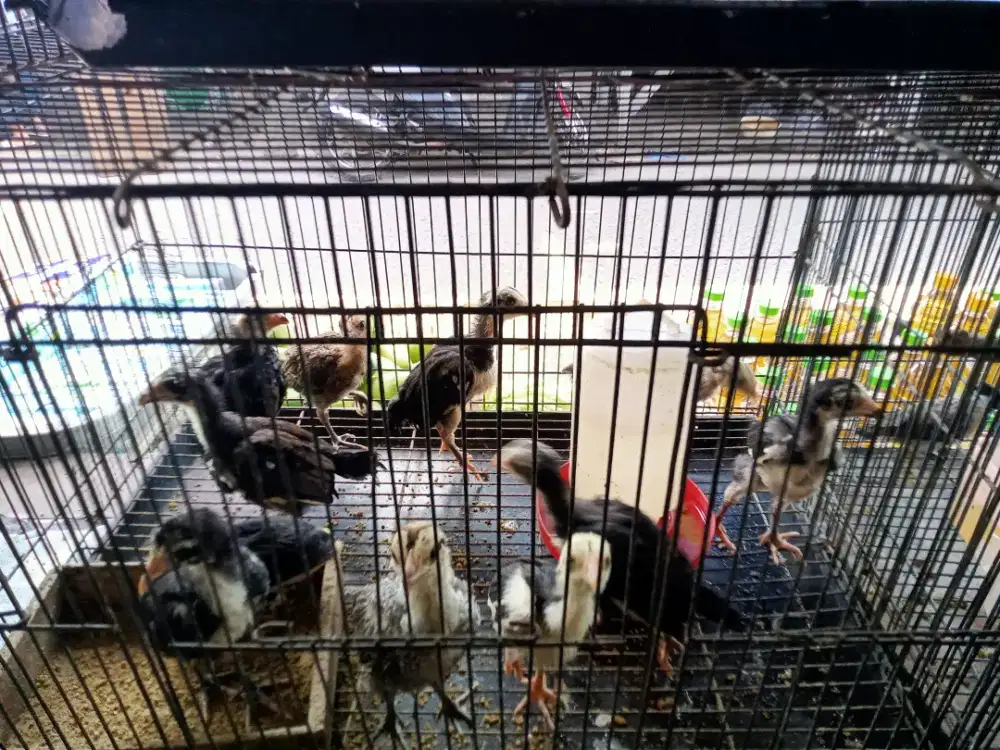 Anakan ayam pitik kampung asli