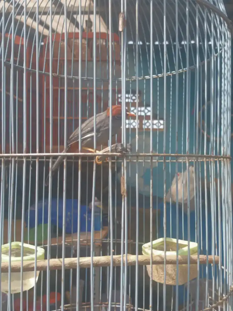 Jual burung Poksay Mandarin