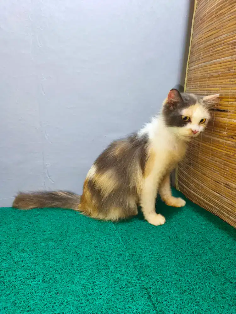 Persia Longhair Betina