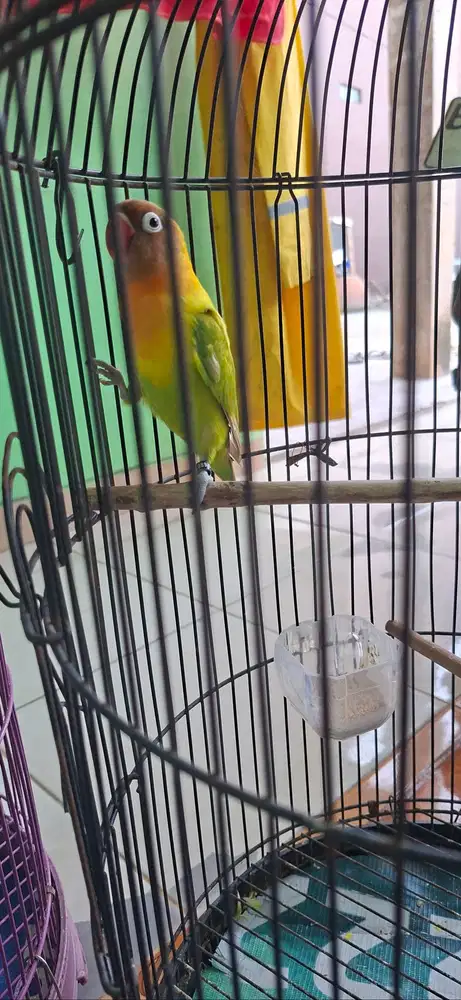 Lovebird murah pondok aren