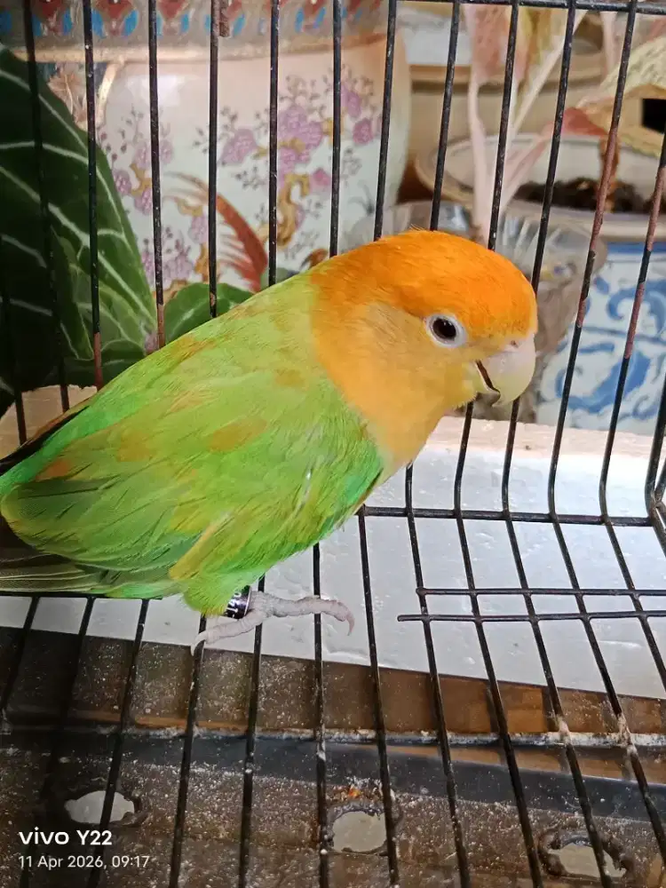 Lovebird nonklep love bird betina