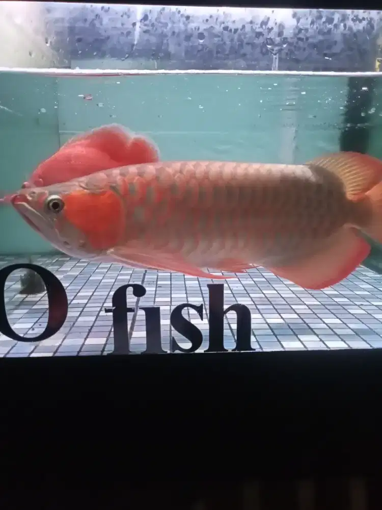 Arwana super red 50cm up