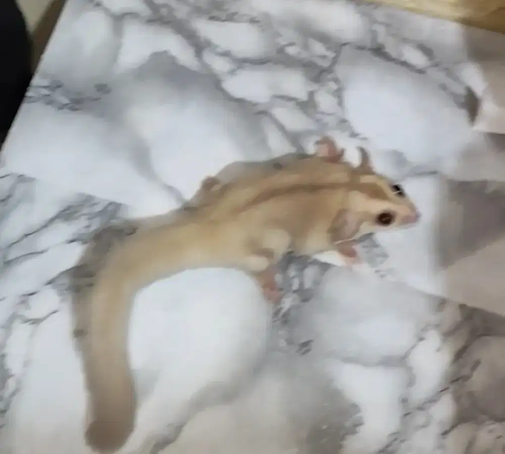 Sugar glider creamino joy