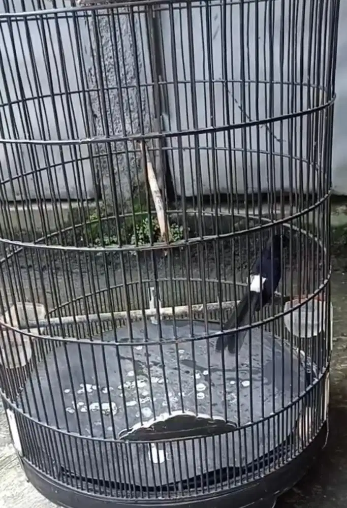 MB medan ex prestasi fullset