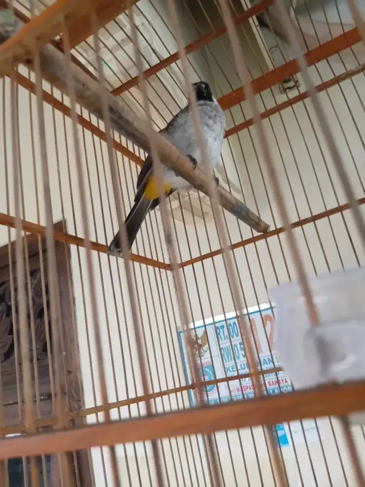 Kutilang jambul jinak