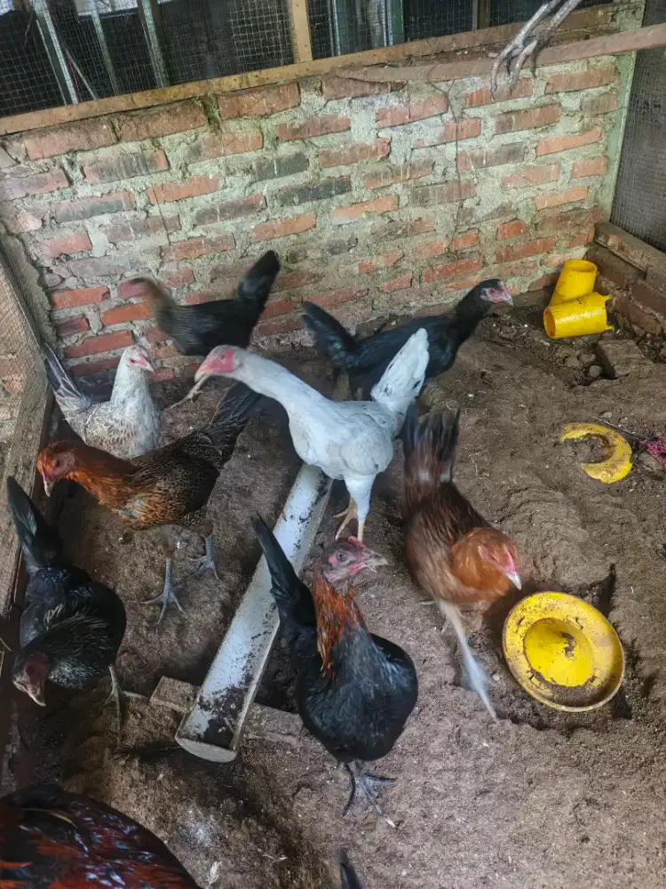 Ayam kampung campuran bangkok