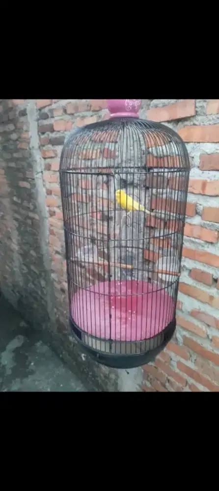 Kenari fullset gacor bisa dikirim