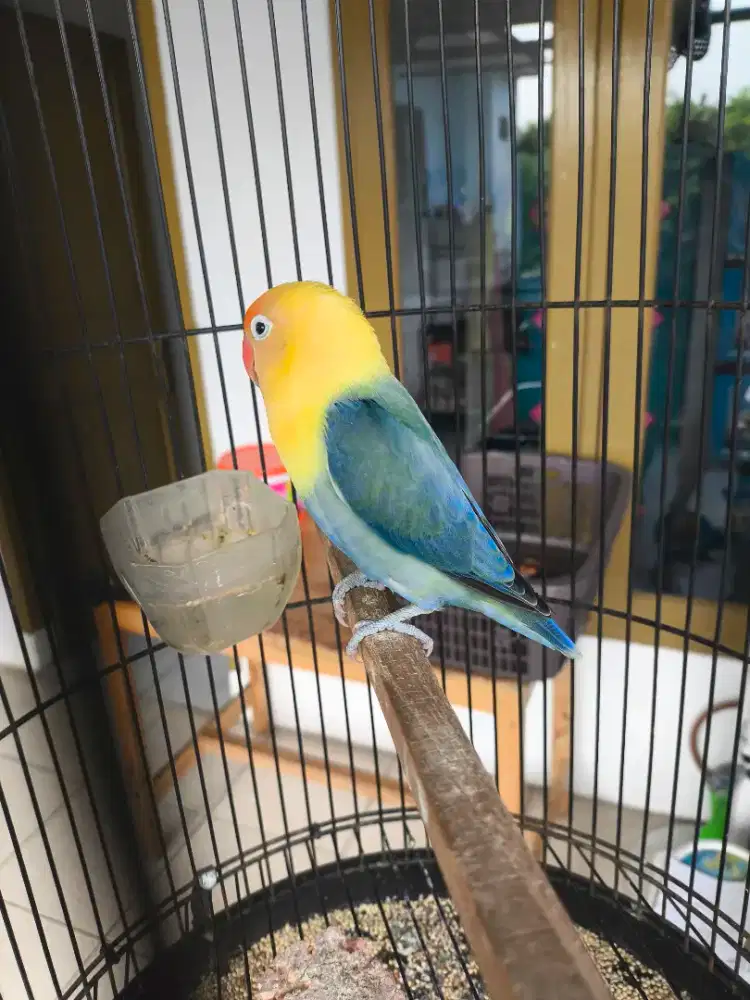 Lovebird bio PB vio clink