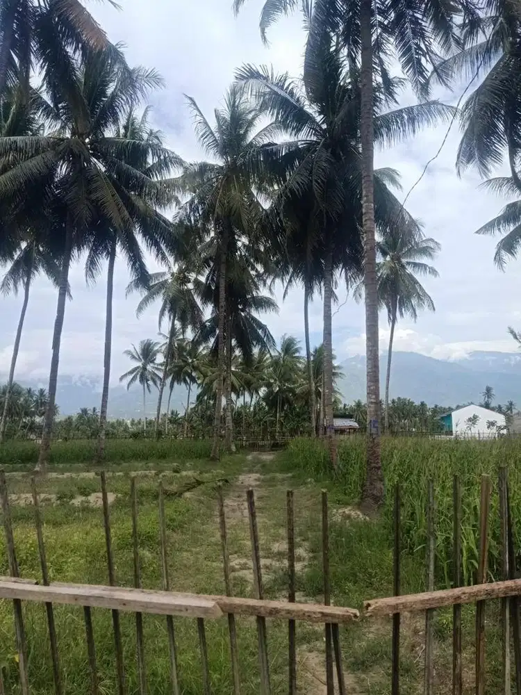 Dijual cepat tanah 1805m bonus pohon kelapa