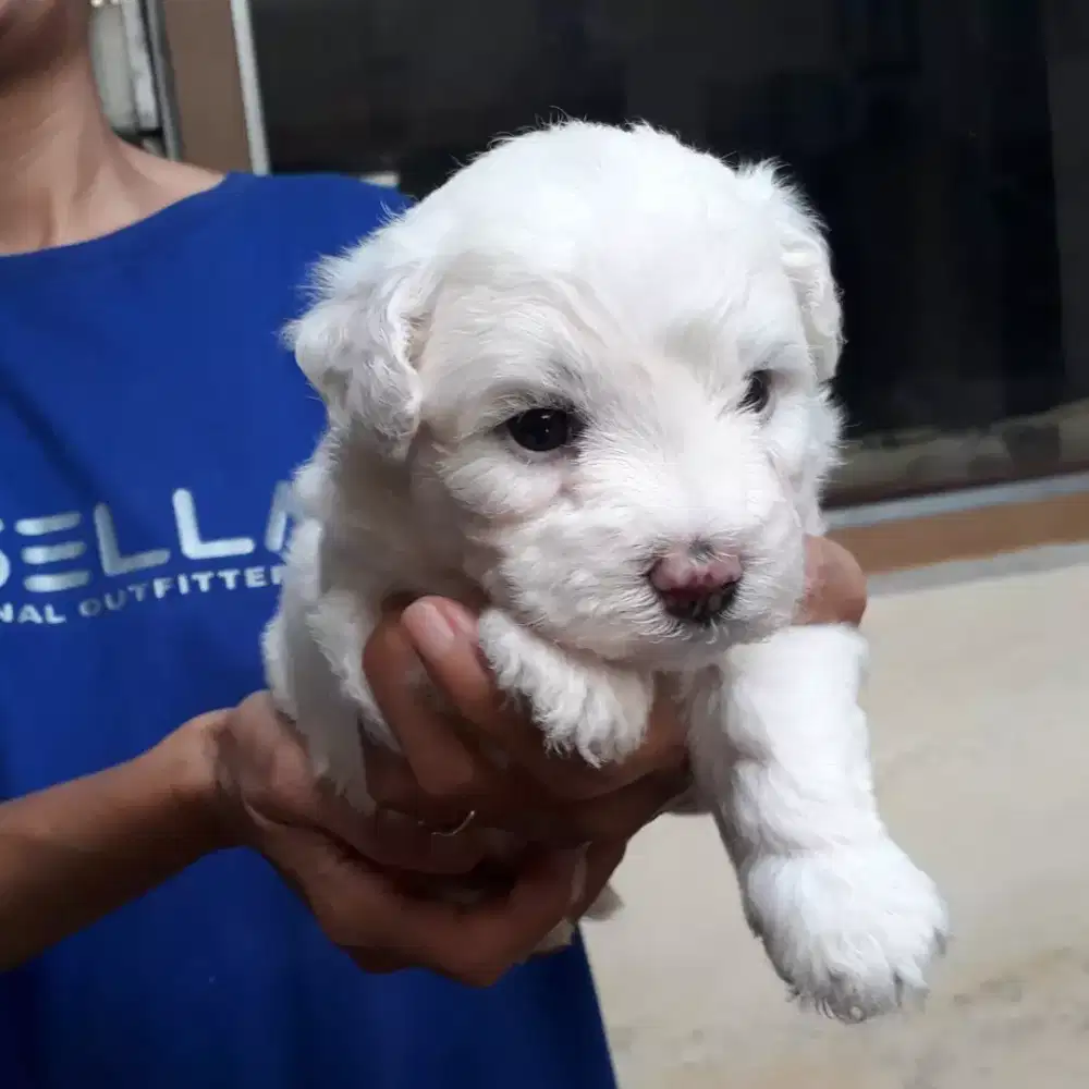 Bichon frise jantan stambum vaksin