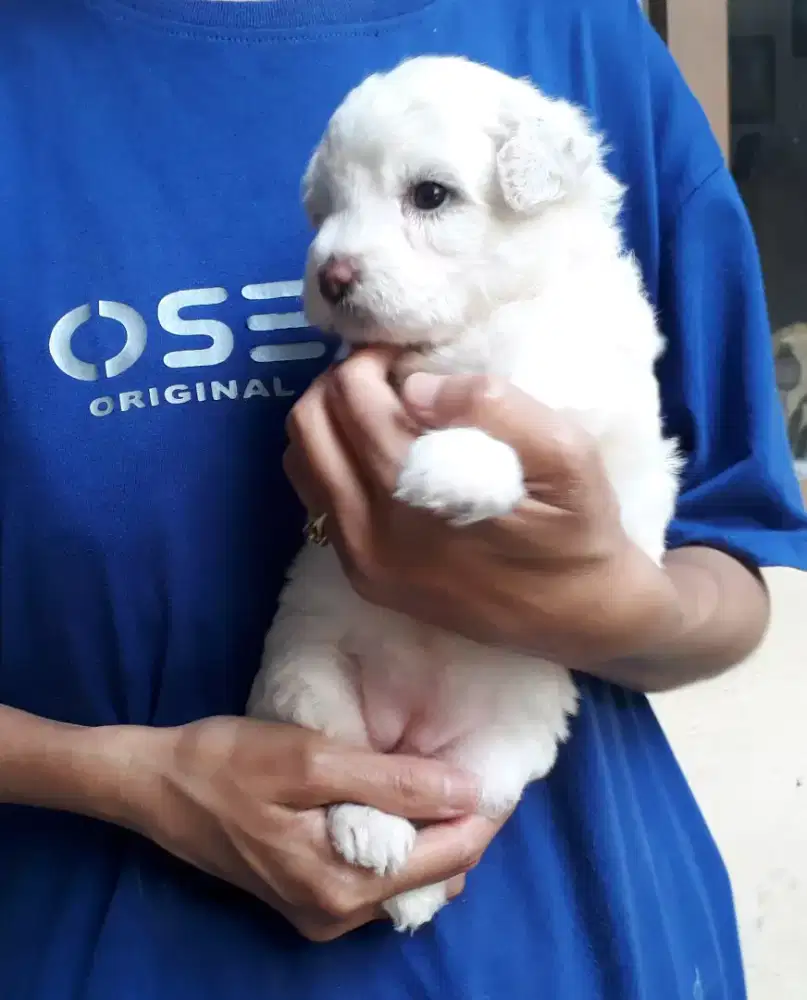 Bichon Frise jantan stambum vaksin