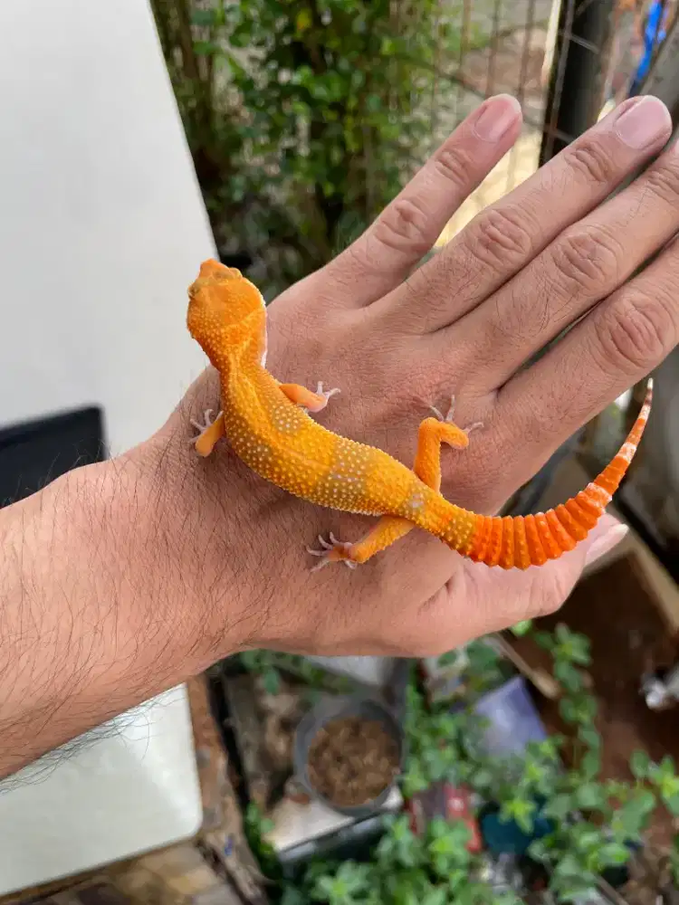 Leopard Gecko Tremper Lavender Cakep