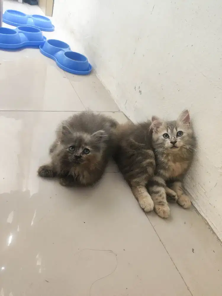 lepas adob mix BSH mix Himalayan red pion (nego)