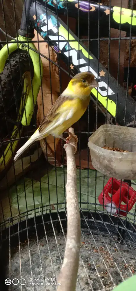 jual burung kenari seri loper warna kuning grejo