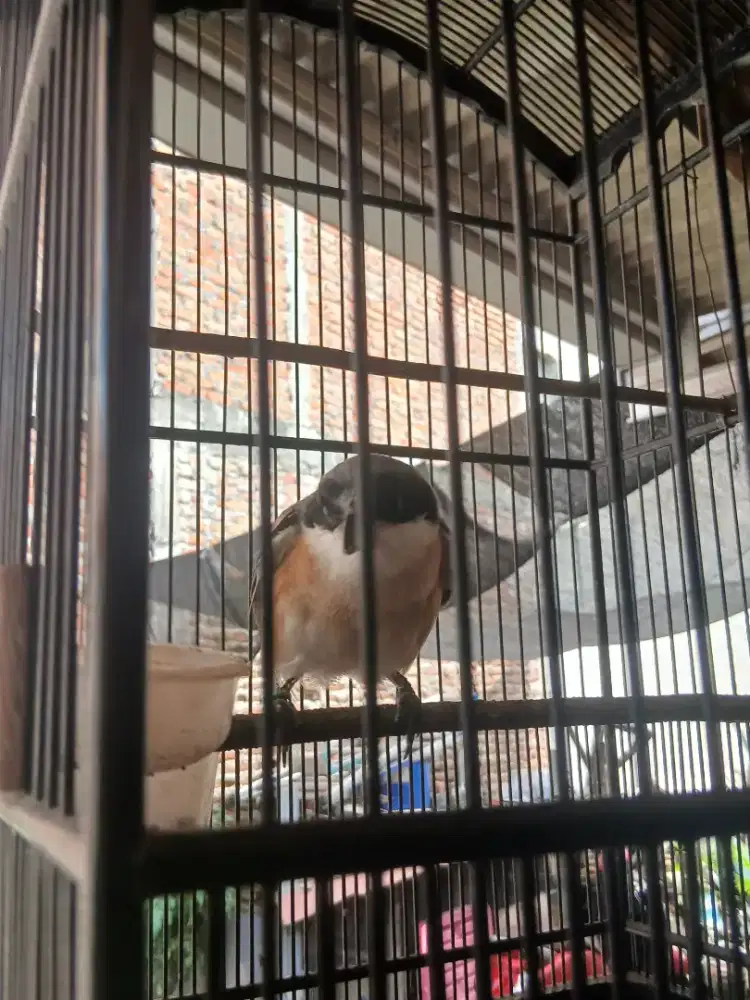 Monggo cendet jantan harian bunyi  voer total