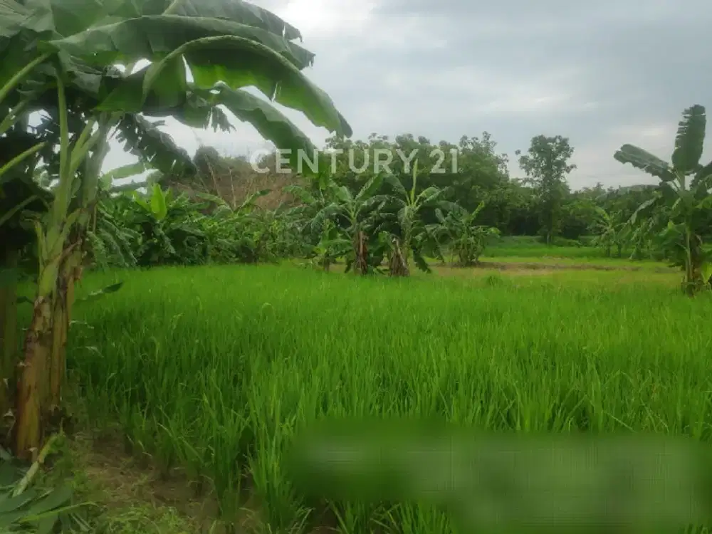 Tanah Dijual Cocok Untuk Perumahan Atau Pabrik