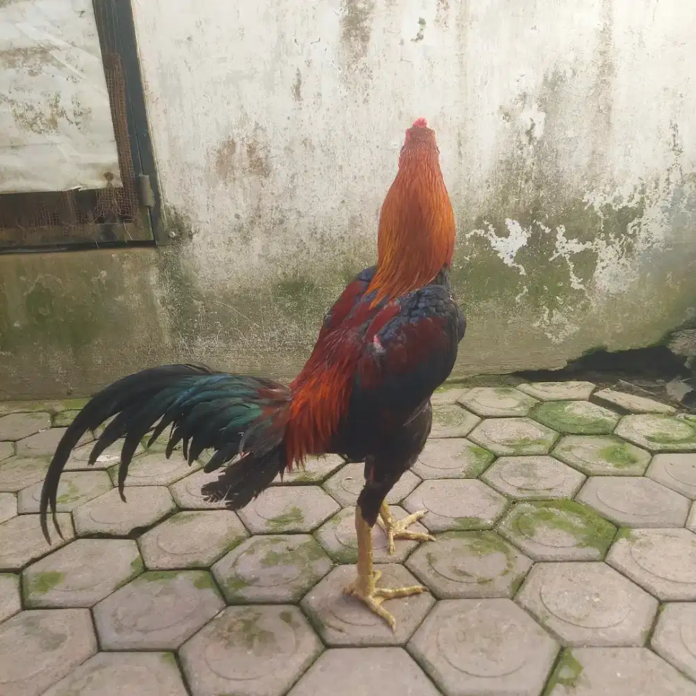 Dresta K - Ayam Pamangon muda usia