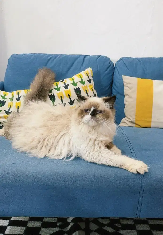 Ragdoll Sealpoint Jantan