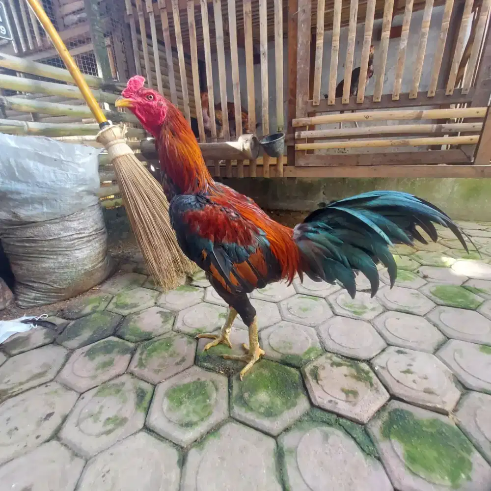 Pancasona - Ayam Pamangon silang BS