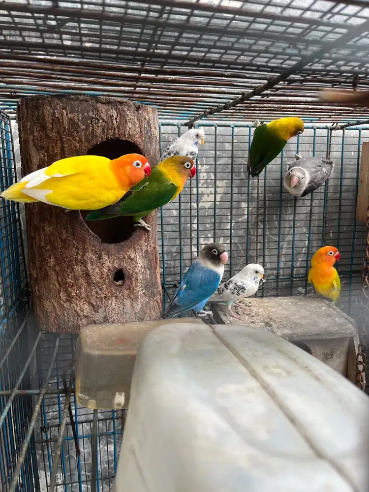 Bu jual burung lovebird