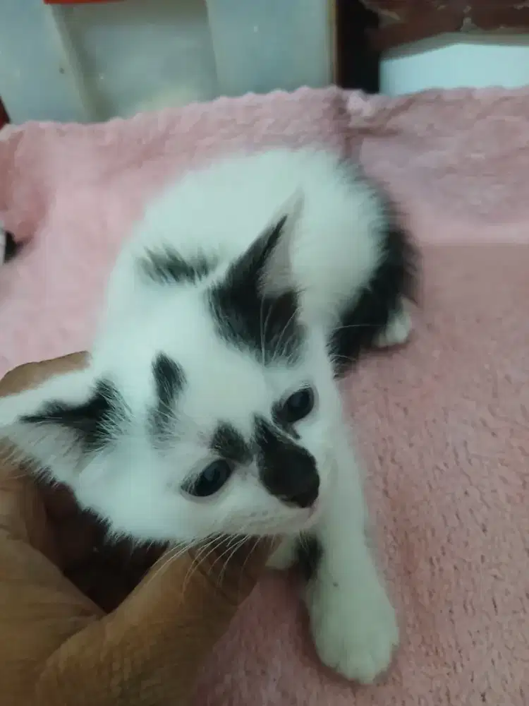 Anak kucing campuran