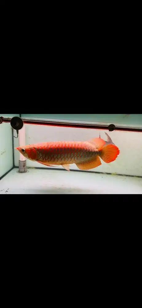 Ikan Arwana Super Red SR special kontes