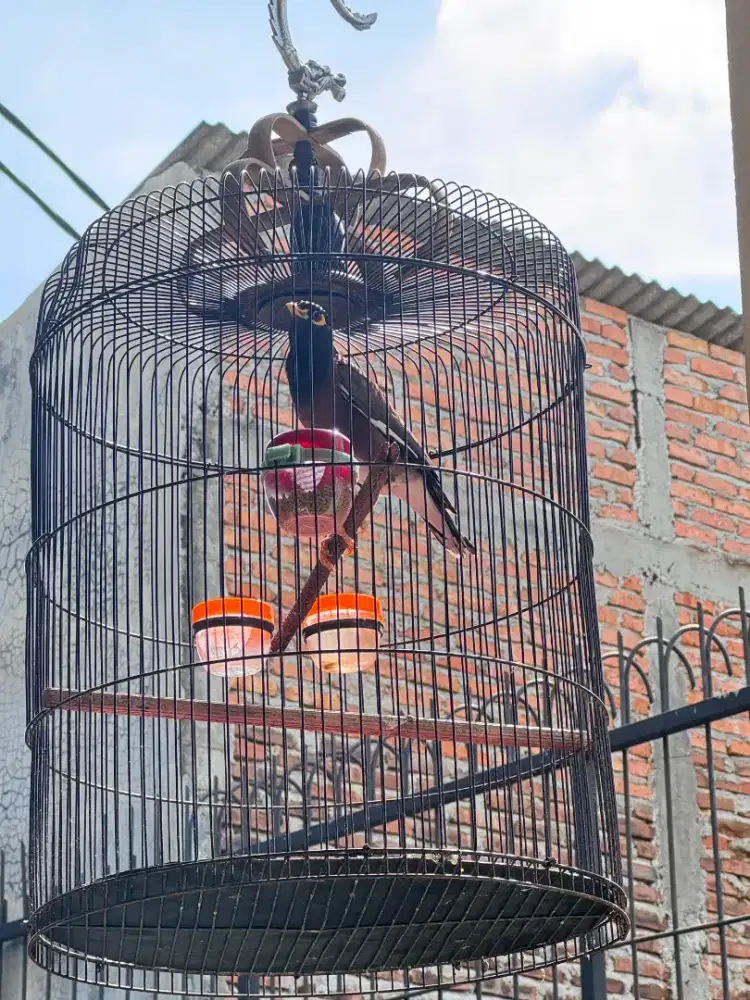 Jual Burung Rawatan Jalak Badan Coklat